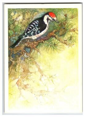 1979 USSR Lesser Spotted Woodpecker Bird Art Postcard K. Isakov